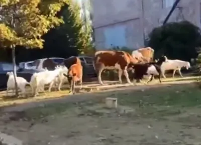 Стадо коров