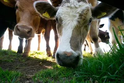 Сельская местность, стадо коров» — создано в Шедевруме