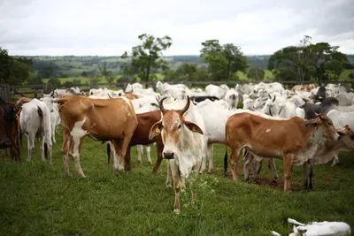 Лето деревня стадо коров» — создано в Шедевруме