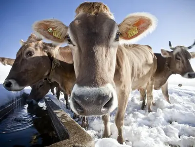 В Чернобыльской зоне отчуждения зимует стадо одичавших коров - Nokta