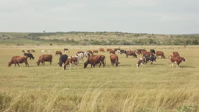 В Великобритании стадо коров захватило территорию отеля - РИА Новости,  19.06.2020