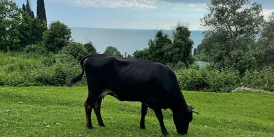 Стадо коров — Фото №6814
