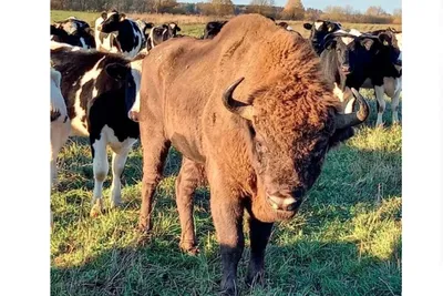 На словацкую девушку напало стадо коров во время выгула собаки