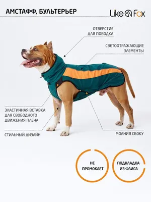 Собака питбуль-стафф на ул. Малышева, Тюмень | Pet911.ru