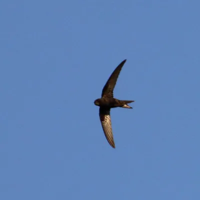 Птица стриж (фото): Самая быстрая летунья на земле
