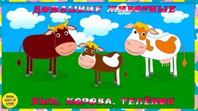 Табун молодых коров и телок пася в сочном зеленом выгоне травы на красивый  солнечный день Черно-белые коровы в a Стоковое Изображение - изображение  насчитывающей коровы, горизонтально: 137112039