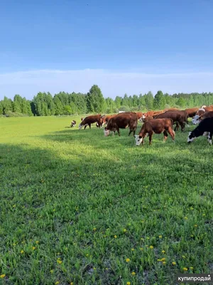 Продам племенных телок и коров, купить племенных телок и коров, Донецкая  обл — Agro-Ukraine