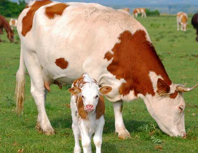 Милейший теленок с сердечком на лбу и немного больших, но не менее милых,  коров | Пикабу