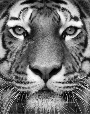 Черно-белые обои картины тигра Стоковое Фото - изображение насчитывающей  передвижно, головка: 104678476