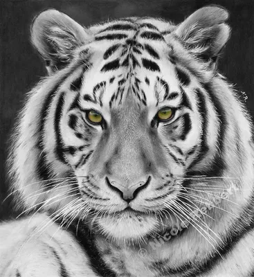 Tiger Whiskers Line art Черно-белый рисунок, тигр, белый, млекопитающее,  лицо png | Klipartz