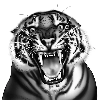 Фото Чернобелый рисунок тигра, by Quelchii