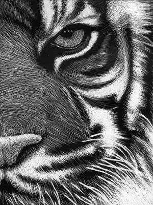 Переводное тату \"Профиль тигра\", монохромное - купить по выгодным ценам в  интернет-магазине OZON (568283998)