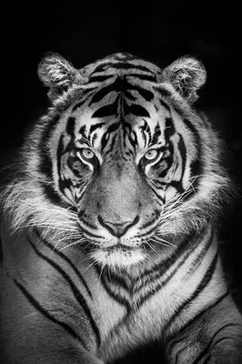Черно-белая икона тигра на белом фоне | Премиум Фото