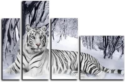 крупным планом фотография белого тигра на черном фоне, фотографии животных черно  белые фон картинки и Фото для бесплатной загрузки