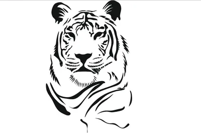 Постер «Белый бенгальский тигр»