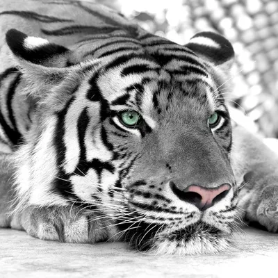 Картина с тигром \"Белый тигр\" на чёрном фоне на холсте купить в  интернет-магазине Ярмарка Мастеров по цене 18000 ₽ – SCZ9ARU | Картины,  Москва - доставка по России