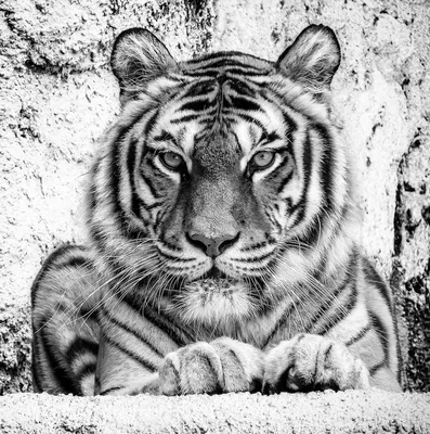 угрожающий взгляд белого бенгальского тигра. черно-белый цвет. самый  опасный зверь показывает свое спокойствие. Стоковое Изображение -  изображение насчитывающей глаз, блестнян: 272203481