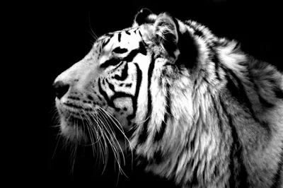 Толстовка Тигр черно-белый купить в интернет магазине с доставкой по России  - maek-mir.ru