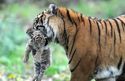 Как егерь приютил и вырастил тигренка, которого раненая тигрица вынесла в  зубах из леса | Ваша Планета | Дзен