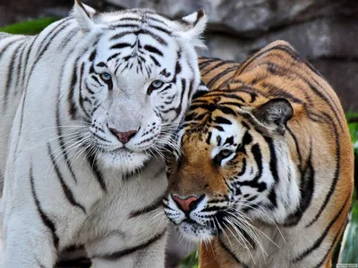 Обои для рабочего стола Тигр и тигрица фото - Раздел обоев: Хищники  (Животные)
