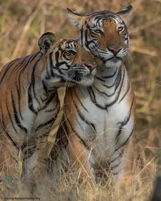 Тигрица с сыном | Пикабу