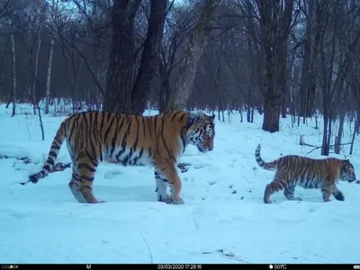 Какой маленький и толстый: тигрица из Лазо наконец показала своего котенка  - UssurMedia.ru