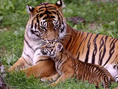 Онлайн пазл «Тигрица с тигренком»