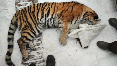 Тигрица с новичком тигра. стоковое фото. изображение насчитывающей бело -  205204120