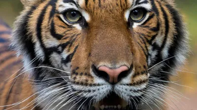 Котята бывают разные: призыв амурской тигрицы к детенышам попал на видео -  03.02.2023, Sputnik Беларусь