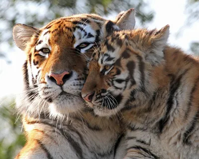 Тигр и тигренок картинки - 65 фото