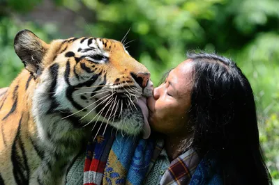 Тигр и тигрица - 70 фото