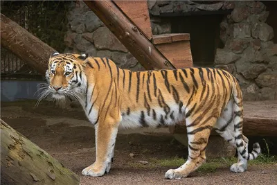 Пара дикой спаривание пантеры Тигра Бенгальского тигра в своей среде.  Большой тигр и меньше тигрица вместе. Вы можете Стоковое Фото - изображение  насчитывающей бобра, глаза: 187062862