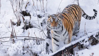 Все любят котиков: в ростовском зоопарке тигрица Услада подружилась с котом  Васькой в 2020 году. И это не первый случай дружбы диких и домашних  животных - 19 января 2020 - 161.ru