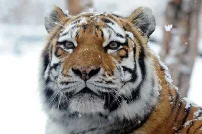 Объятия тигра и тигрицы» — создано в Шедевруме