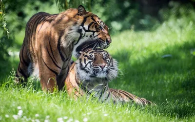 Фото Тигр с тигрицей на поляне