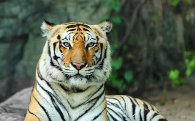 Росприроднадзор: Спасенная в Саратове тигрица Аврора набрала вес, шерсть  стала гуще