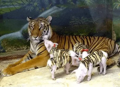 Первые кадры малыша тигрицы из Лазо поймали фотоловушки в ЕАО - EAOMedia.ru