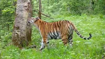 В Тайгане у амурской тигрицы Фроси и амурского тигра Феликса вчера родились  первенцы !!! Фрося взрослая тигрица,но стала мамой в первый… | Зоопарк,  Тигренок, Туризм