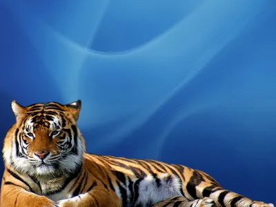 МАНИПУЛЯЦИЯ: Мама-тигрица из зоопарка в Таиланде воспитала поросят