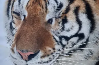Тигрица с тигрятами - 71 фото