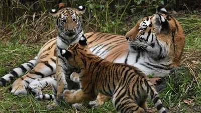 Центр «Амурский тигр» - Портрет тигрицы, отловленной в Дальнереченском  районе Приморья в декабре прошлого года ⠀⠀⠀⠀⠀⠀⠀⠀⠀ Это та самая тигрица,  которая охотилась на собак. На следующей неделе будет несколько больших  новостей о