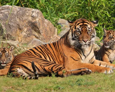 Изображение матери-тигрицы и детеныша тигра на белом фоне иллюстрация диких  животных генеративный ai | Премиум Фото