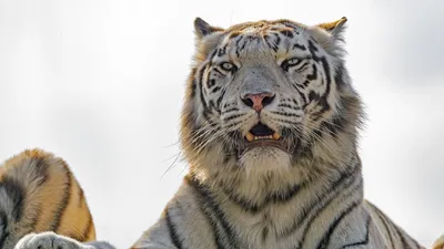 Ученые в Приморье получили уникальное видео амурской тигрицы с детенышами у  озера - ТАСС