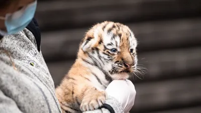 Тигрица с новичком тигра. стоковое изображение. изображение насчитывающей  хищник - 205204115