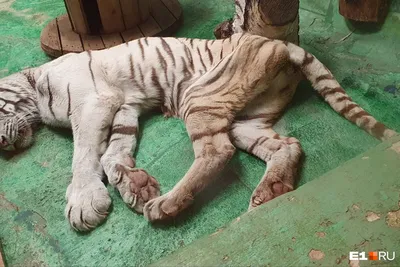 Онлайн пазл «Тигрица с тигрёнком»