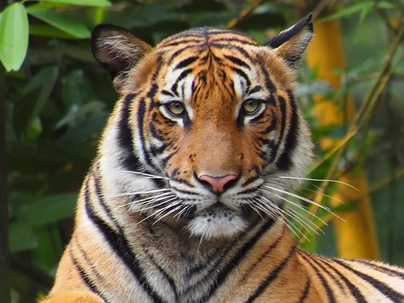 Тигриный сосед 6 букв. Малайский тигр (Panthera Tigris Jacksoni). Амурский тигр Нью йоркский зоопарк. Малазийский тигр. Малайский Тигренок.