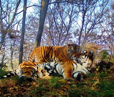 Тигрица С Котенок На Траве — стоковые фотографии и другие картинки Тигр -  Тигр, Ребёнок, The Wilds - iStock
