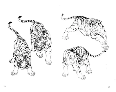 Рисунок тигра карандашом для срисовки - 79 фото