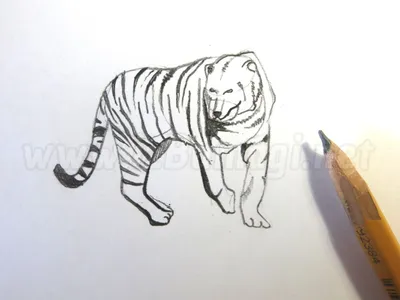 Как нарисовать тигра карандашом поэтапно — 4 рисунка для начинающих