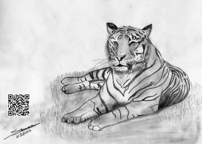 Как нарисовать тигра поэтапно карандашом (52 фото) - легкие мастер-классы  по рисованию тигра